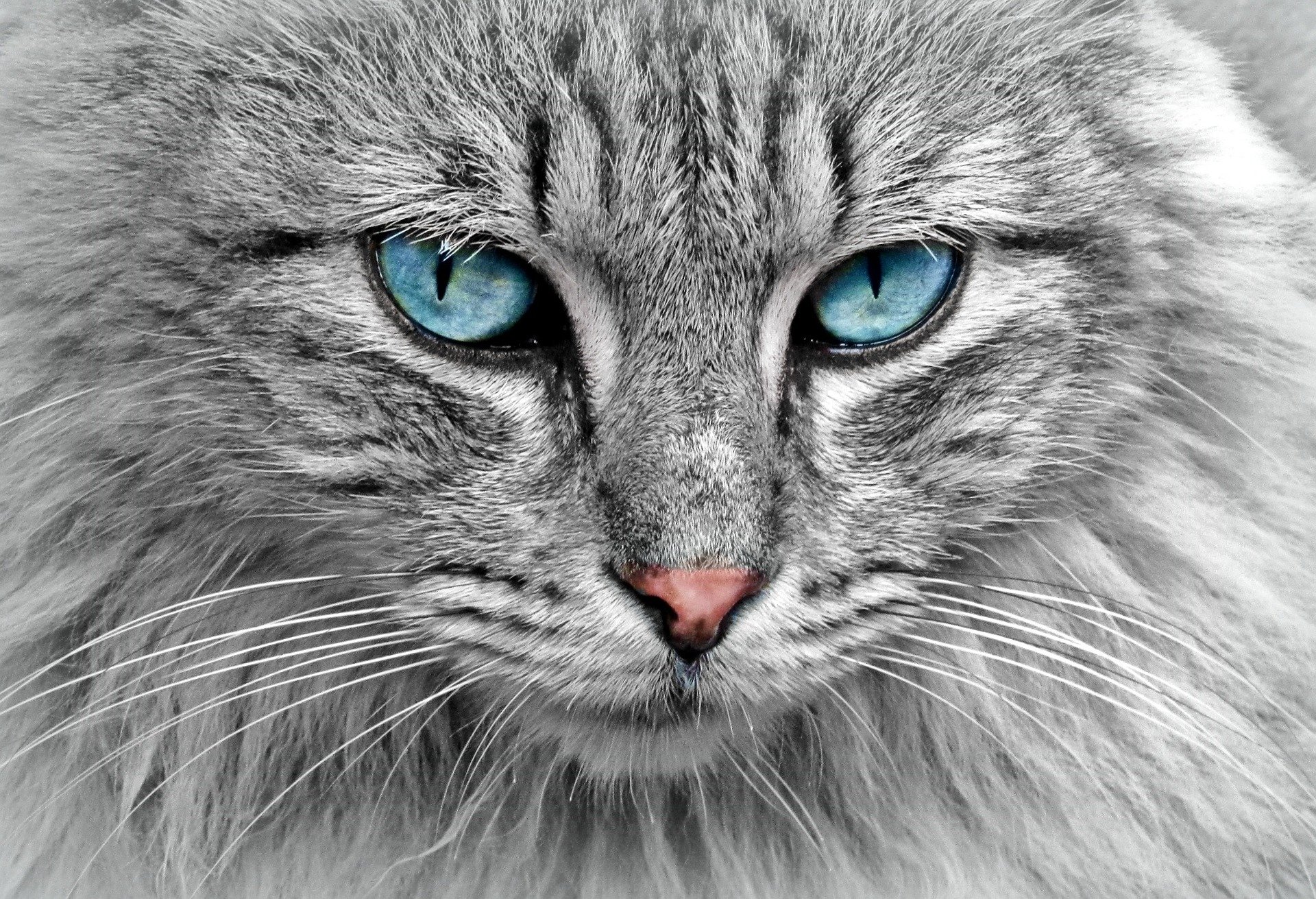 cat-1045782_1920