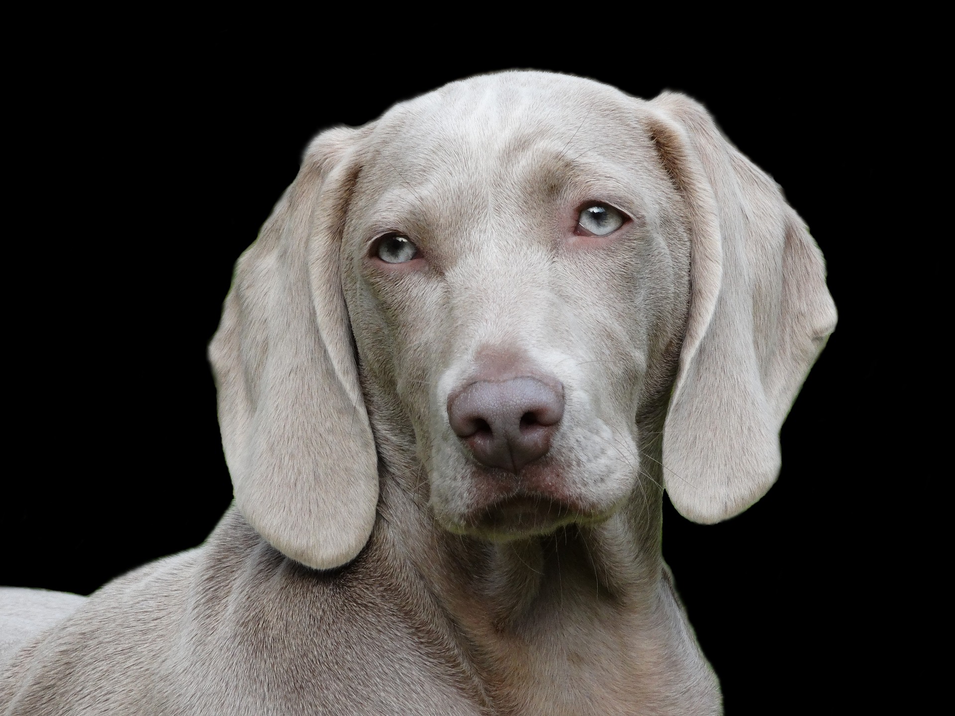 dog-1742295_1920